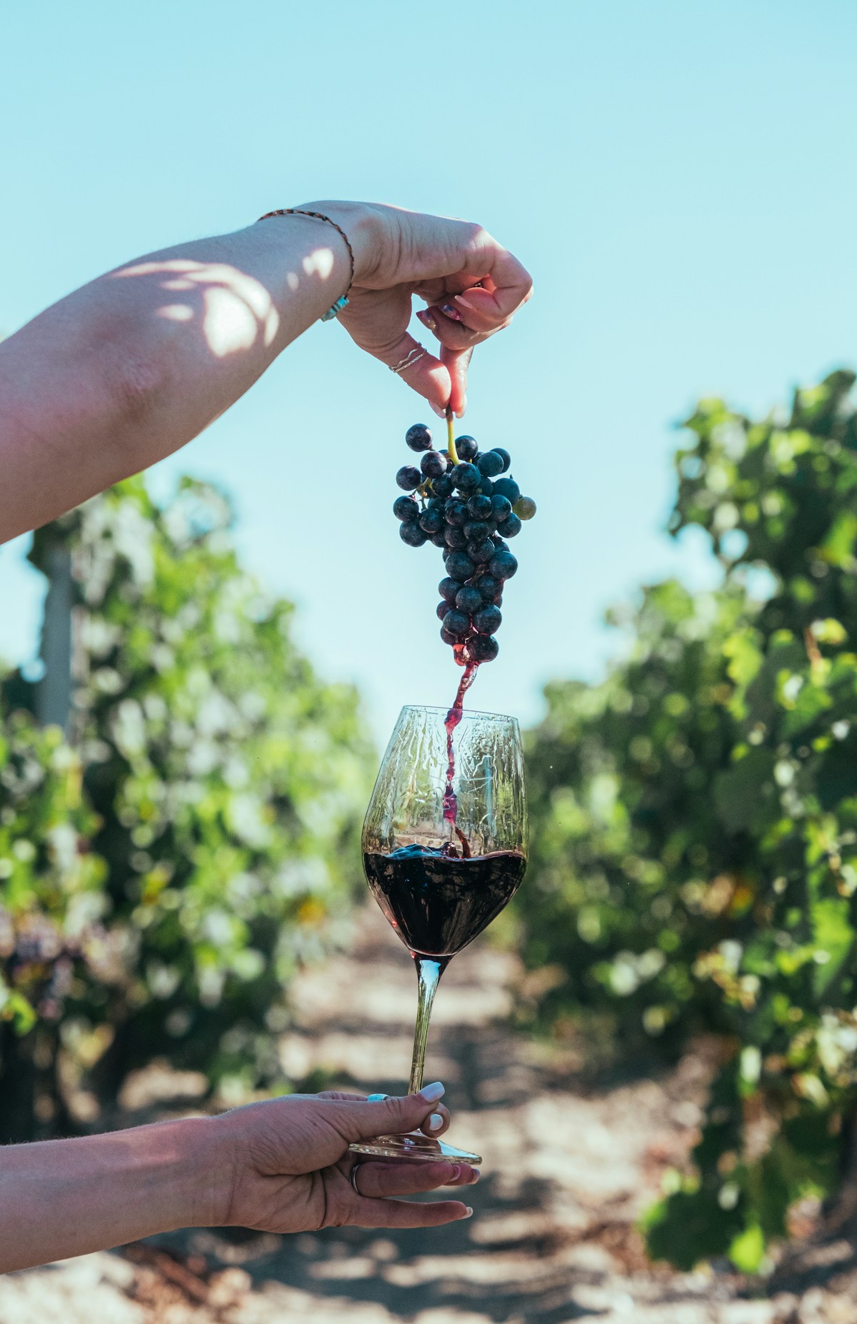 Taça de vinho servida entre as videiras